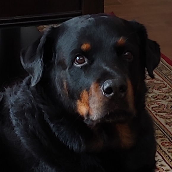 Not for sale - Picture 3 of 12